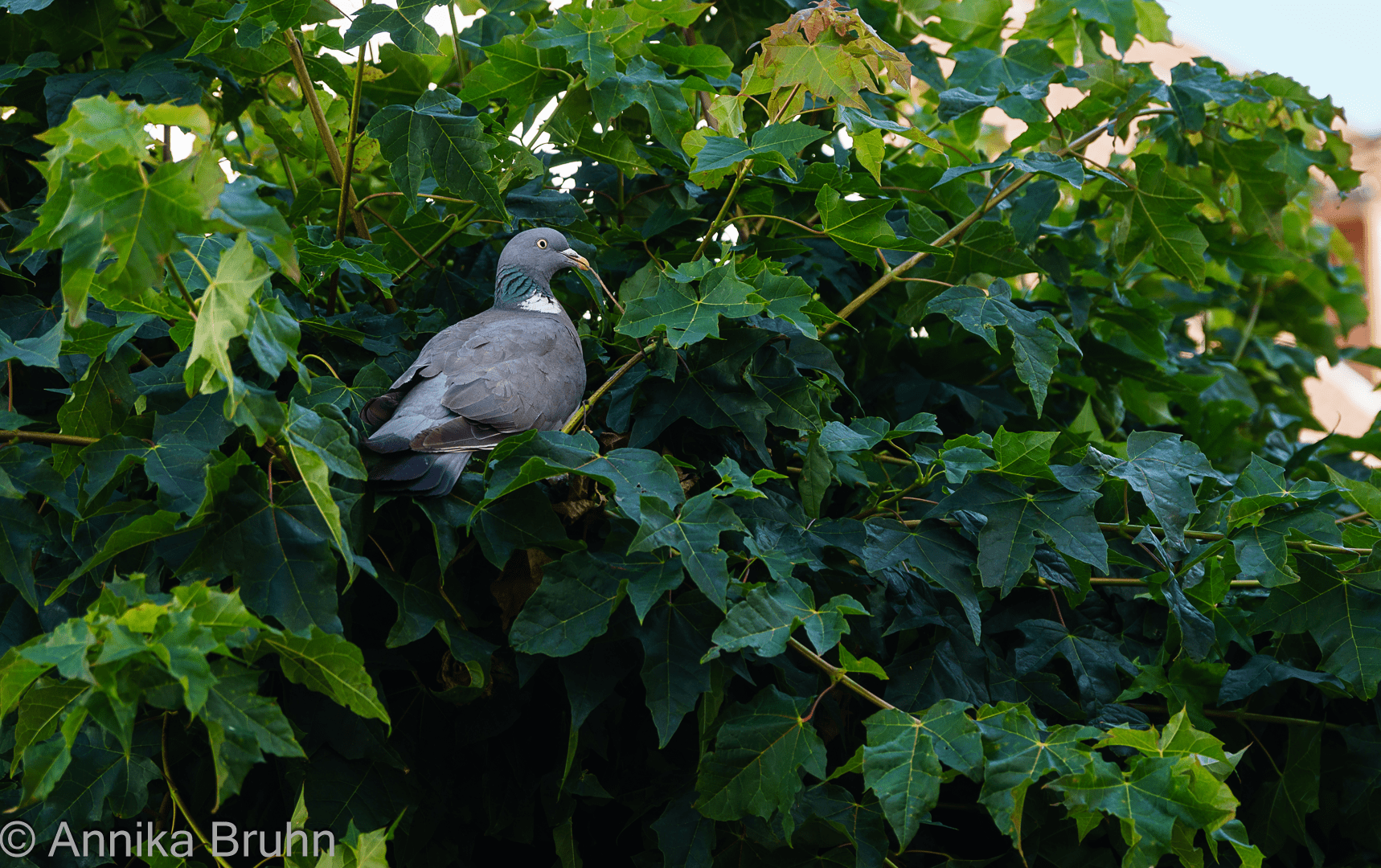 Taube im Baum